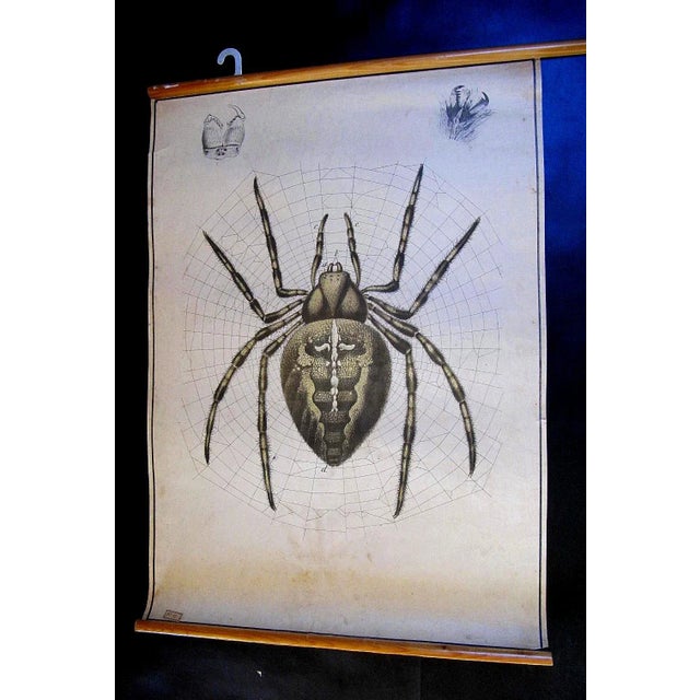 Antique Spider Zoology Poster from Karl Jansky, 1890s For Sale - Image 4 of 4