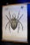 Antique Spider Zoology Poster from Karl Jansky, 1890s For Sale - Image 4 of 4