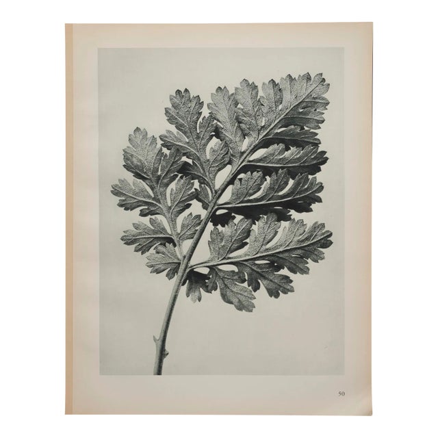 Original Karl Blossfeldt Photogravure Botanical Print For Sale