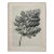 Original Karl Blossfeldt Photogravure Botanical Print For Sale