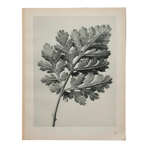 Original Karl Blossfeldt Photogravure Botanical Print