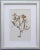 Wood Custom Framed Antique Swedish Botanical Herbariums - Set of 4 For Sale - Image 7 of 11
