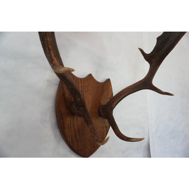 j.h. Armer Mounted English Antlers For Sale In Los Angeles - Image 6 of 11