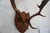 j.h. Armer Mounted English Antlers For Sale In Los Angeles - Image 6 of 11