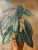 Giulio Benzi, Plant, Oil Painting on Cardboard, Framed For Sale - Image 3 of 7