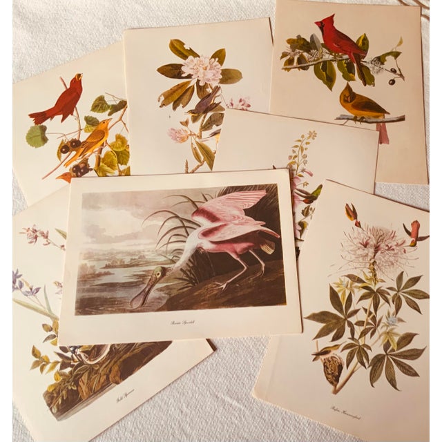 1950s Audubon Birds of America — Complete Portfolio of 50 Color Prints With Roger Tory Peterson Commentaries, Macmillan For Sale - Image 6 of 14