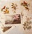 1950s Audubon Birds of America — Complete Portfolio of 50 Color Prints With Roger Tory Peterson Commentaries, Macmillan For Sale - Image 6 of 14