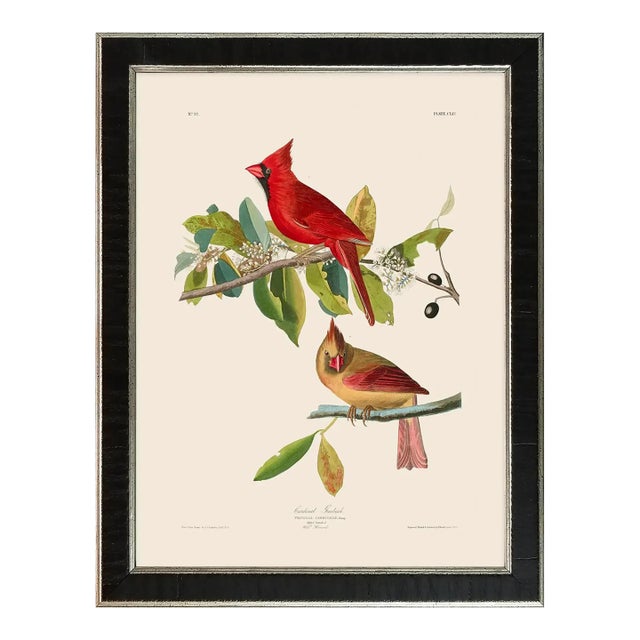 Cardinal Grosbeak Duchess Edition, After Audubon Reproduction Print, Framed For Sale