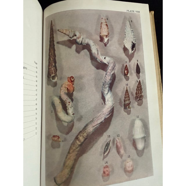 Tan Florida Marine Shells by Cn Vilas and Nr Vilas For Sale - Image 8 of 8