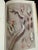 Tan Florida Marine Shells by Cn Vilas and Nr Vilas For Sale - Image 8 of 8