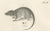 Mid 19th Century C.C. G. Zool., Marsupials Showing the Potoroo and Kangaroo Rat, 1836, Lithograph For Sale - Image 5 of 10