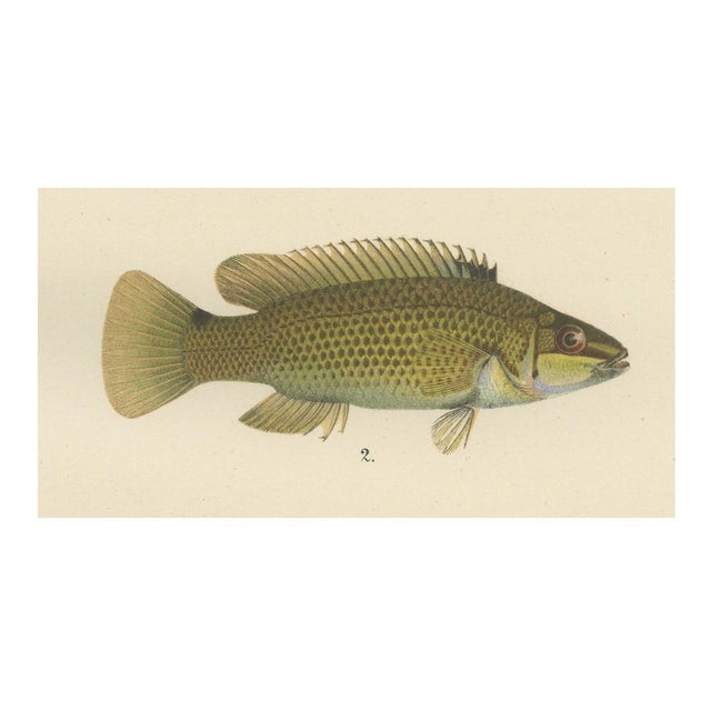 Colorful scandinavian wrasse trio - stunning 19th century fish lithograph this captivating 19th-century lithograph...