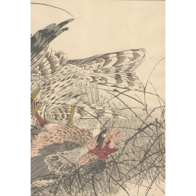 Imao Keinen, Eurasian Goshawk, 1892, Print For Sale - Image 6 of 18