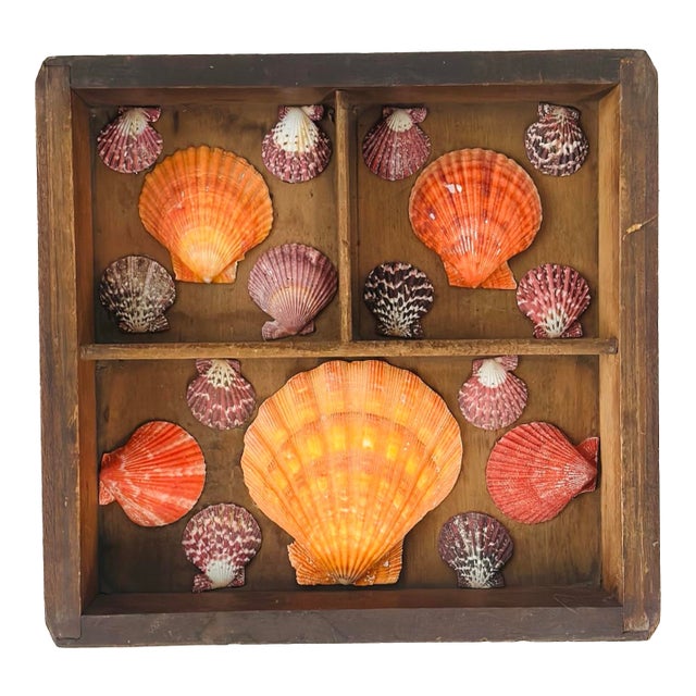 Vintage Shell Art Display For Sale
