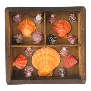 Vintage Shell Art Display