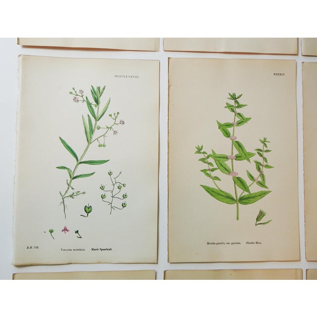 1873 Collection Sowerby Hand Colored Pink and Green Botanical Book Plates - Set of 12 For Sale - Image 4 of 7
