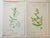 1873 Collection Sowerby Hand Colored Pink and Green Botanical Book Plates - Set of 12 For Sale - Image 4 of 7