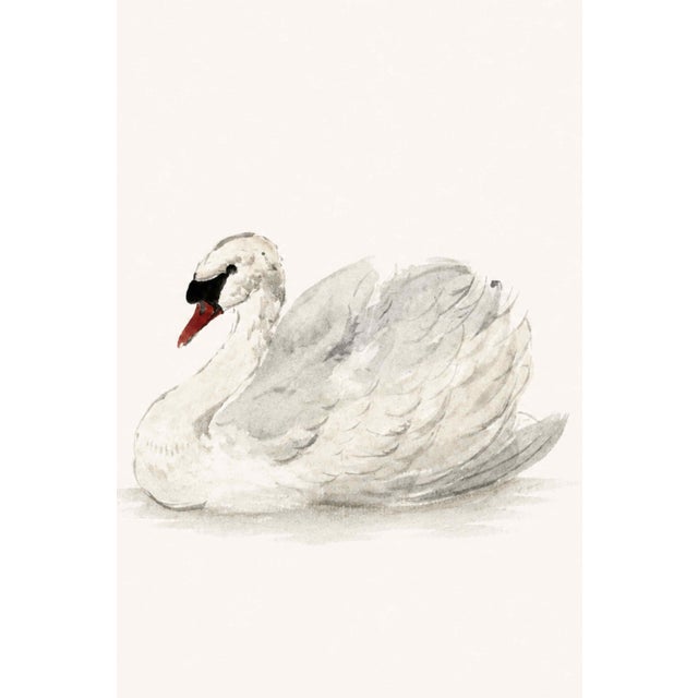 Traditional Mute Swan by Aert Schouman, Vintage Bird Art Print Reproduction, 24" X 16" For Sale - Image 3 of 9