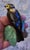 Goebel “Yellow Hammer” Bird Figurine For Sale - Image 4 of 7