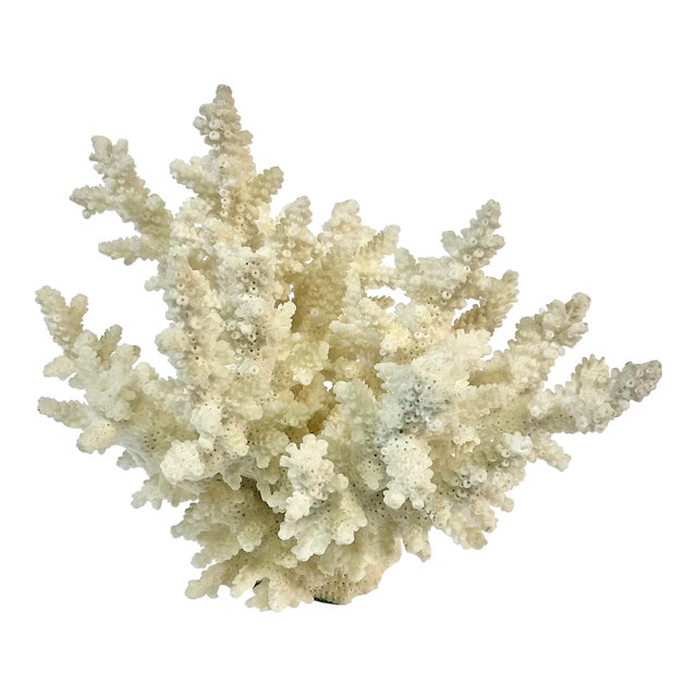 Coastal Boho Chic Natural Ivory White-Dove Grey Branch Coral Specimen. For Sale