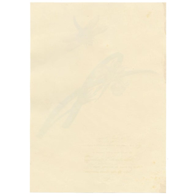 Louisa Hare, Yellow Water Iris with Dragonfly, 1800s, Watercolour For Sale - Image 5 of 7