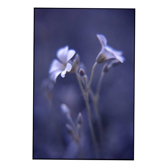 Paul Cooklin, Woodruff, Photograph, Limited Edition of 10 For Sale