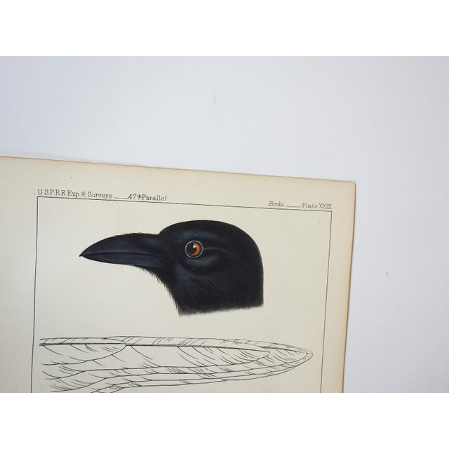 Antique mid 19th century lithograph on paper of crow or blackbird book plate. Published by the US Pacific Railroad...