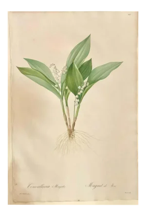 Convallaria Majalis Print Hand Colored Engraving Signed p.j. Redoute