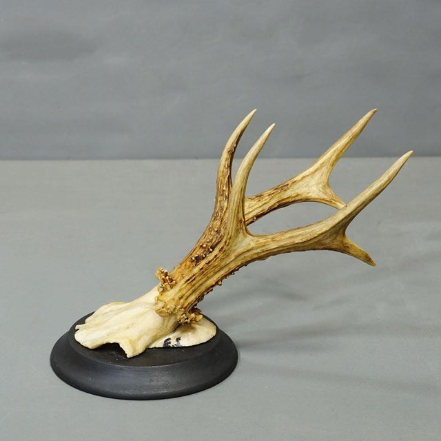 Wood Set of Six Roe Deer Trophies on Turned Plaques Germany Ca. 1910s For Sale - Image 7 of 8