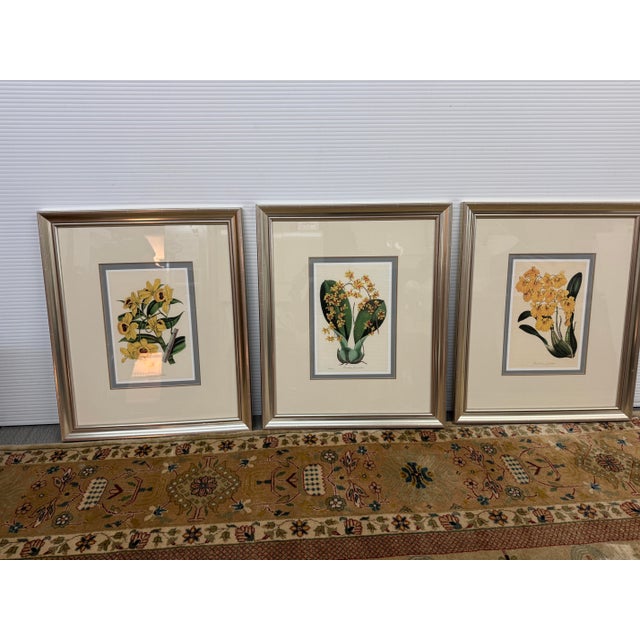 Yellow Botanical Art Prints, Set of Three For Sale - Image 12 of 12