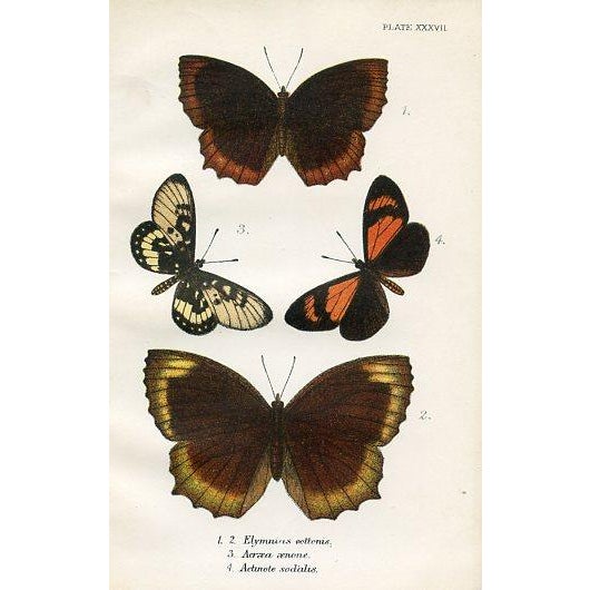 Illustration 1896, Butterfly Prints Including Palmflies, Original Antique Lithographs, England, a Pair For Sale - Image 3 of 4