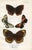 Illustration 1896, Butterfly Prints Including Palmflies, Original Antique Lithographs, England, a Pair For Sale - Image 3 of 4