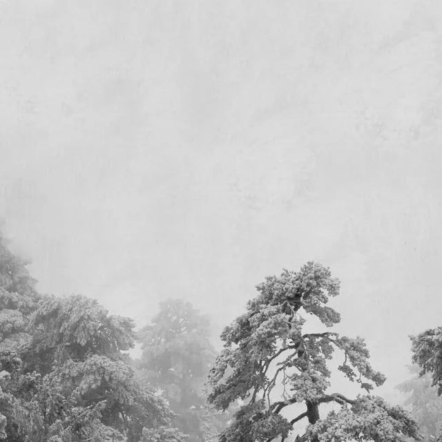 30x30cm Digital print on 50x50cm Cotton Paper in a limited edition of 9 plus 2 Artists’ Proofs. Rosa Basurto is a self-...