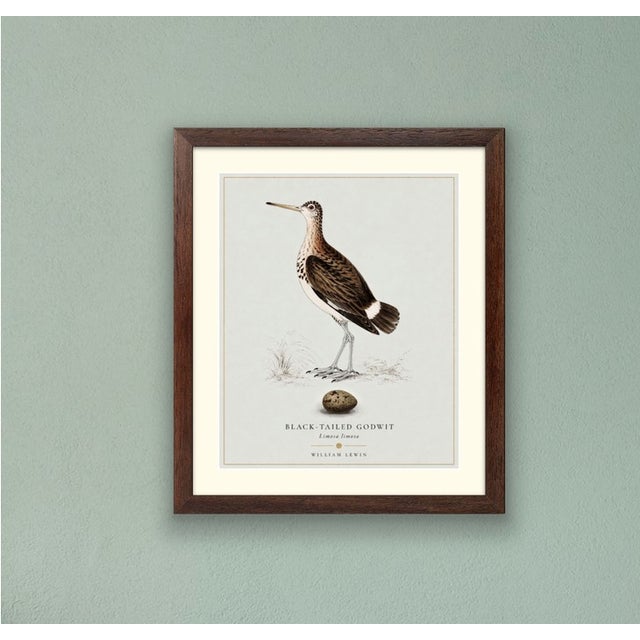 Boutique Archival William Lewin "Waterbirds & Waders" Prints - Set of 15 (8" X 10") For Sale - Image 13 of 18