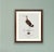Boutique Archival William Lewin "Waterbirds & Waders" Prints - Set of 15 (8" X 10") For Sale - Image 13 of 18