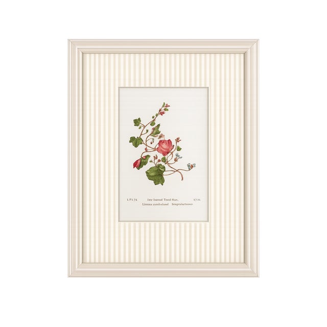 Early 20th Century Set of Four Antique Alpine Botanical Chromolithographs in Custom Frames Circa 1909 Set B For Sale - Image 5 of 6