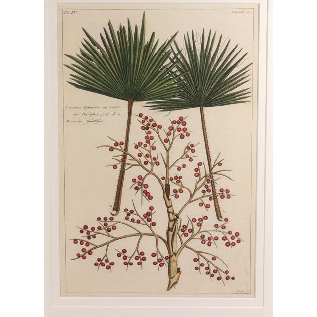 Botanical Hand-Colored Engraving of Palmyra Palms, Georg Eberhard Rumphius, 1741-50 For Sale In Philadelphia - Image 6 of 13