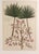 Botanical Hand-Colored Engraving of Palmyra Palms, Georg Eberhard Rumphius, 1741-50 For Sale In Philadelphia - Image 6 of 13