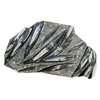 Plum Orthoceras Fossil, 1800s For Sale