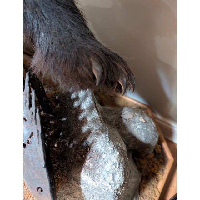 Animal Skin Full Body American Black Bear Taxidermy Mount For Sale - Image 7 of 7
