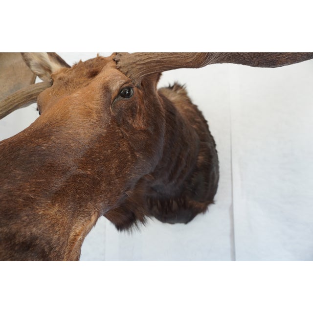 Moose Head Bust Mount For Sale - Image 12 of 18