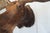 Moose Head Bust Mount For Sale - Image 12 of 18