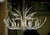 Wildlife gone glam. The resin Antler chandelier wears a metallic Ambered Silver Leaf to bring a beautiful sheen to a...