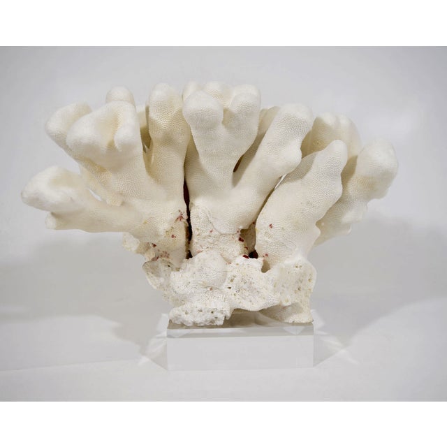 Nautical Large Cats Paw Coral on Lucite Base For Sale - Image 3 of 4