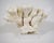 Nautical Large Cats Paw Coral on Lucite Base For Sale - Image 3 of 4