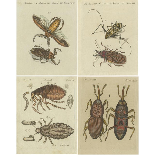 Various Insects, Print, Set of 4 For Sale - Image 6 of 6