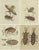 Various Insects, Print, Set of 4 For Sale - Image 6 of 6