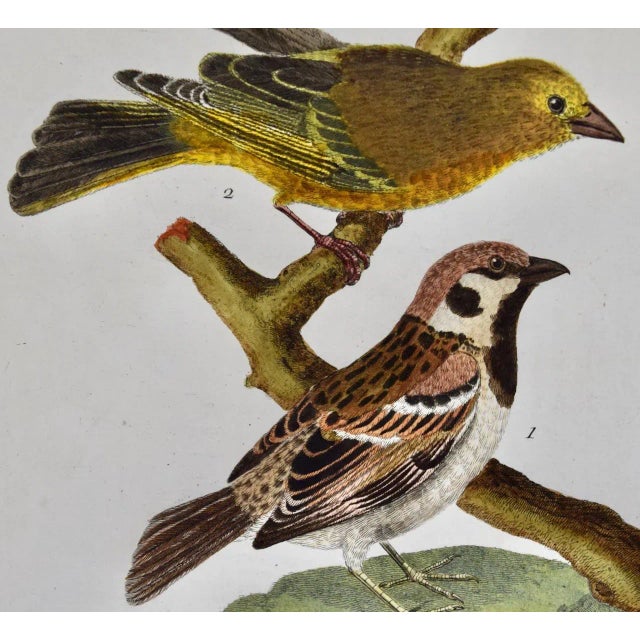 Realism A Greenfinch & a Sparrow: An 18th Century Hand-Colored Engraving by Martinet, 1770 For Sale - Image 3 of 6
