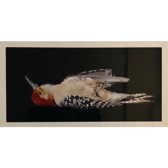 The School of Paris Brenda Zlamany, Birds, Cibachrome Photograph Print, Signed Conceptual Art For Sale - Image 3 of 4