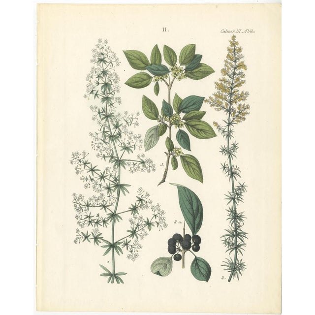 Calwer, Botanical Plates of Technical Plants, 1854, Prints, Set of 12 For Sale - Image 12 of 15